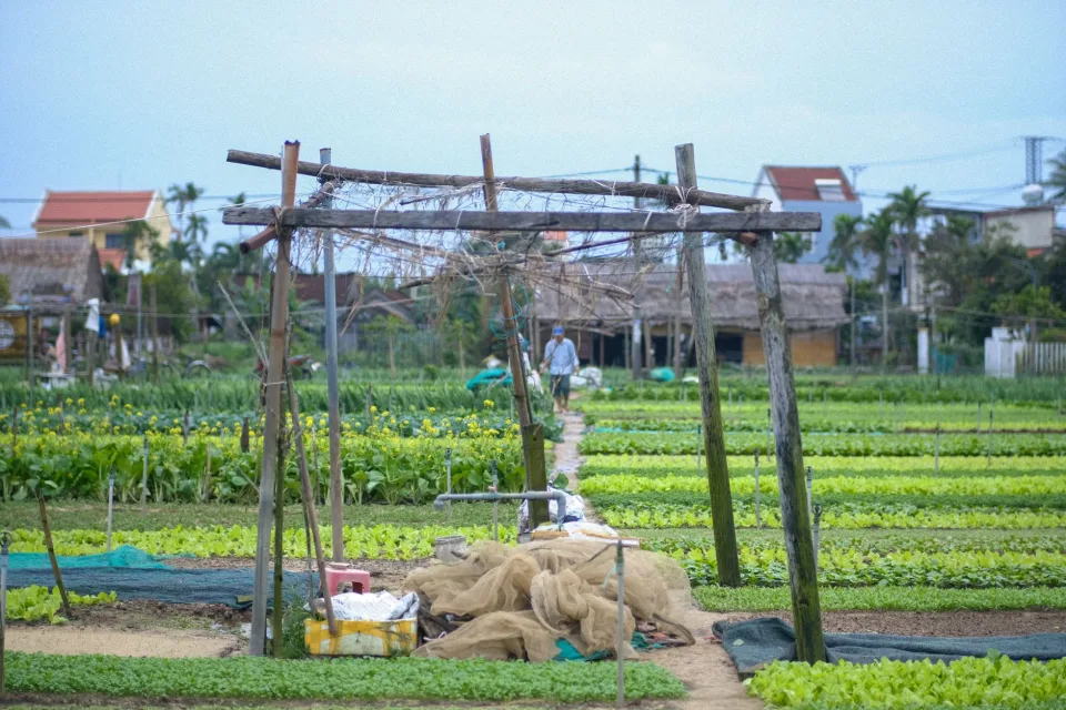 Vườn rau của Trại Ong Phúc Lộc Thọ